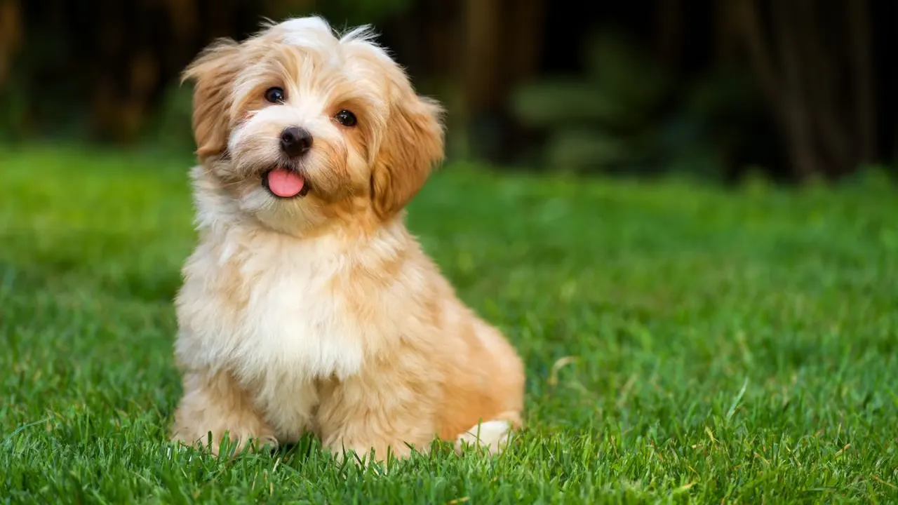 Variation håller hunden frisk och glad